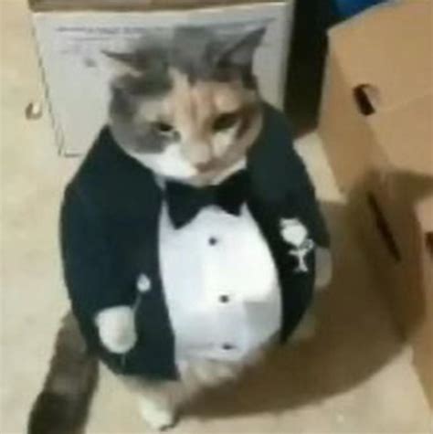 gatitos meme|gato elegante meme.